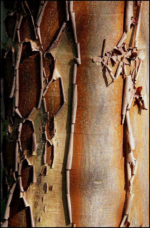 curling brown tree bark